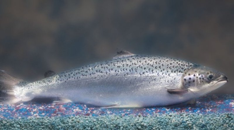 EUA aprovam salmão transgênico
