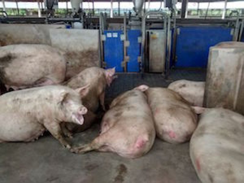JBS planeja adaptar toda a cadeia de fornecimento de suínos à gestação coletiva até 2025