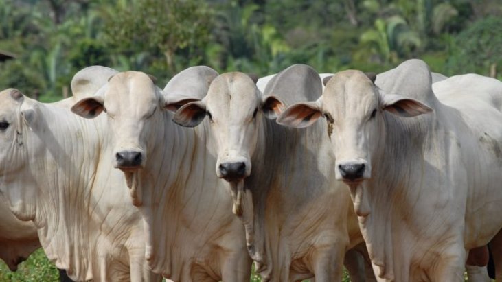 Demanda firme e alta nos preços no mercado de sebo bovino