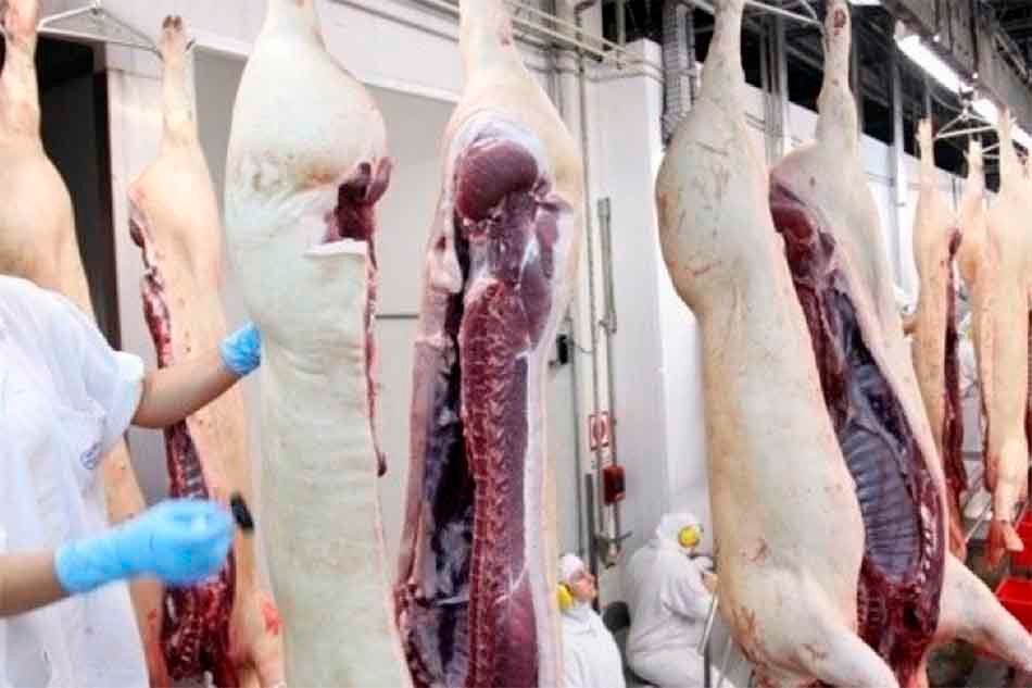 Exportação de carne suína do Brasil segue em ritmo surpreendente – Rabobank