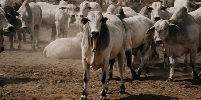 Reciclagem Animal: O Processo da indústria de transformação de produtos e coprodutos bovinos