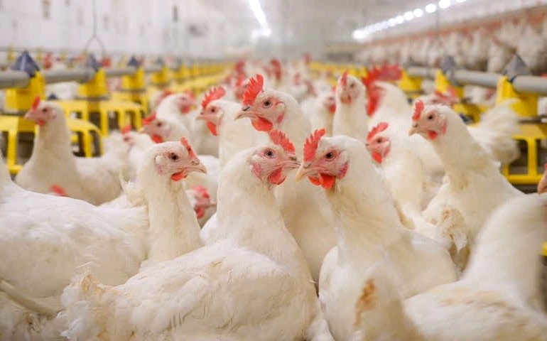VBP do agro atinge R$ 1 tri em 2021; avicultura crescerá 22,5%