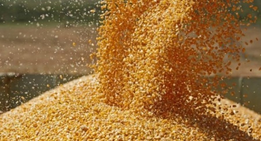 Preço do milho busca patamar de importação, que é de até R$ 104