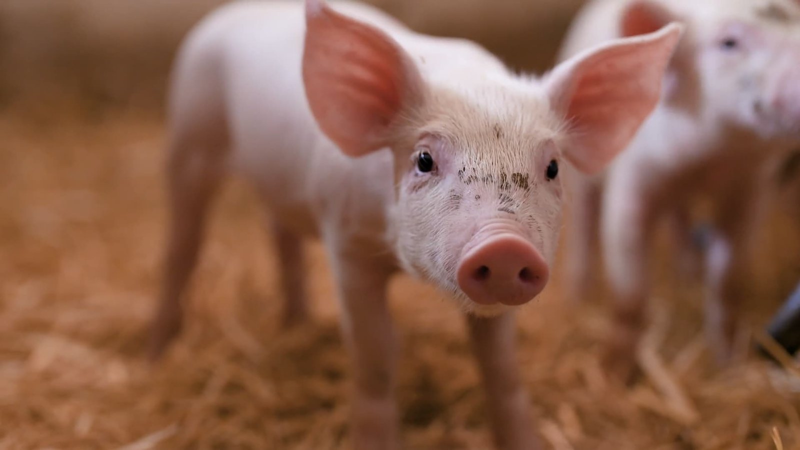 Outubro registra aumento de exportação de carne suína