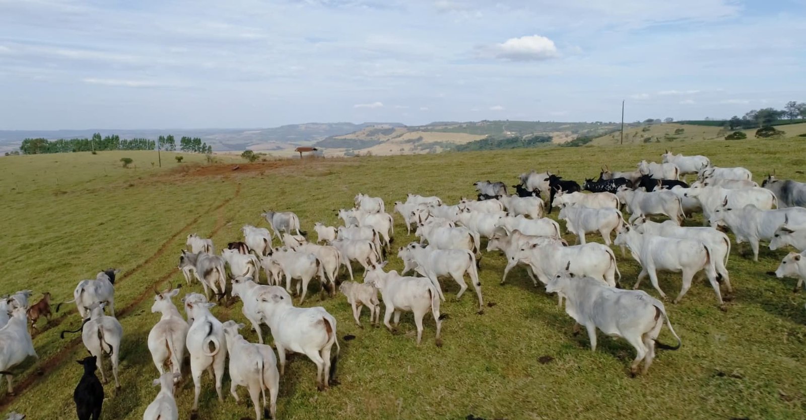 ABRA participa de reunião ordinária da Câmara Setorial da Cadeia Produtiva de Carne Bovina