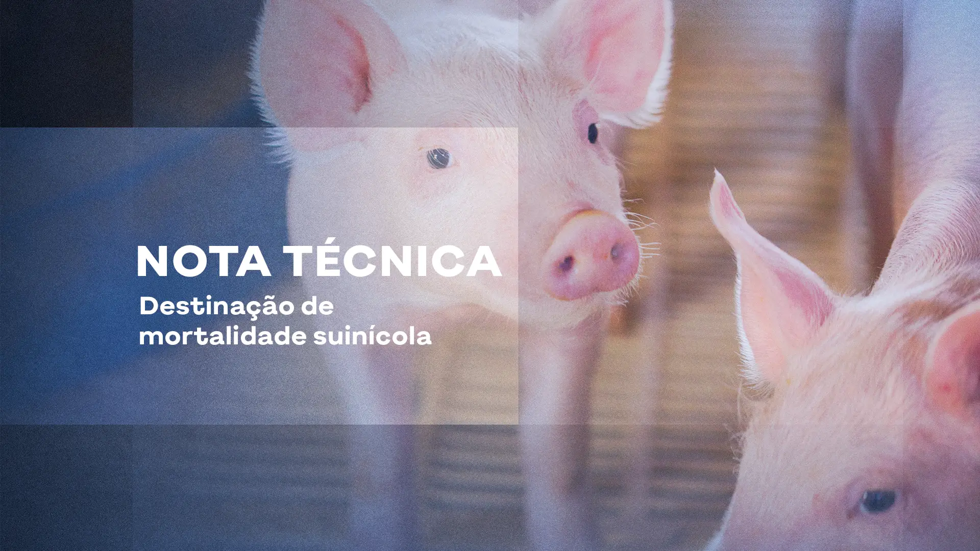 NOTA TÉCNICA | Destinação de mortalidade suinícola